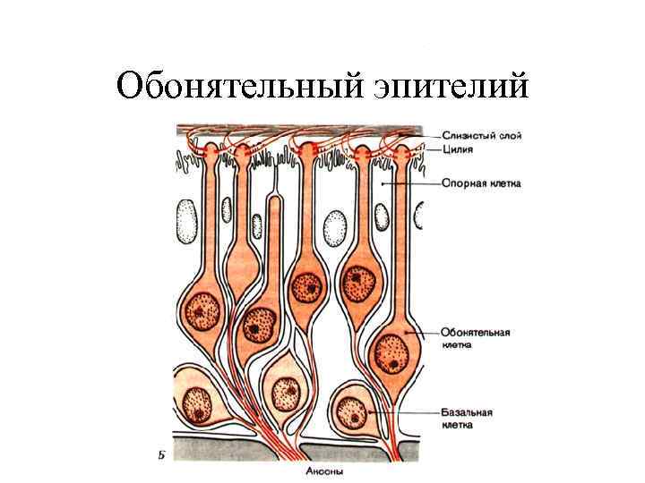 Общая схема строения сенсорных систем