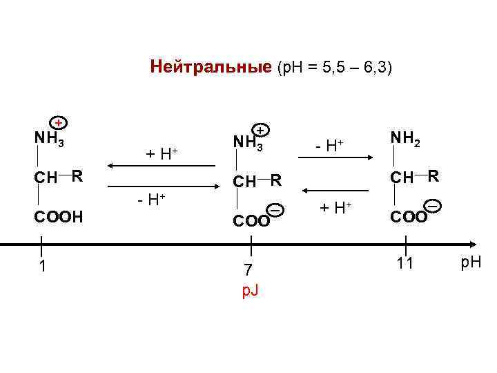 Нейтральные (р. Н = 5, 5 – 6, 3) + NH 3 + +