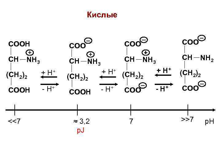 Кислые COOH CH + NH 3 CH (CH 2)2 + H+ COOH - H+