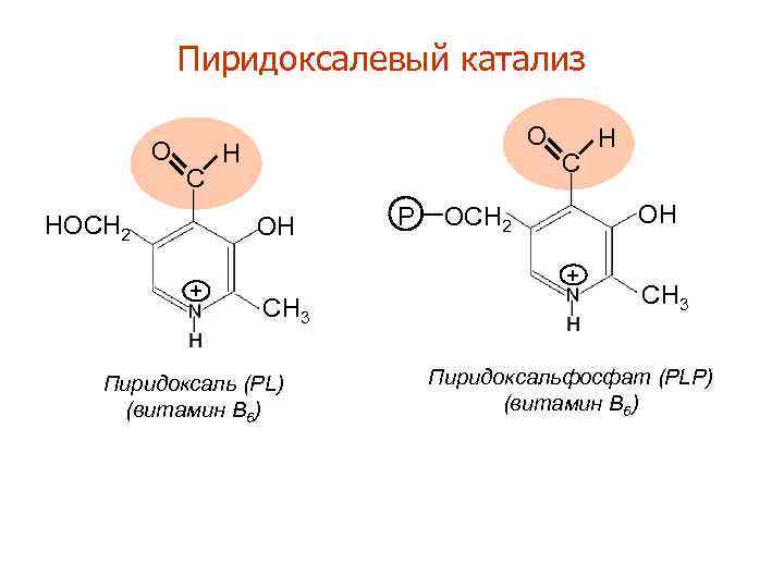 Пиридоксалевый катализ O C HOCH 2 O H OH + P C OH OCH