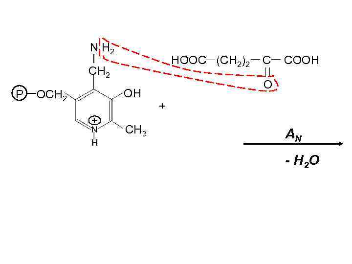 N H 2 HOOC (CH 2)2 CH 2 P OH OCH 2 + CH