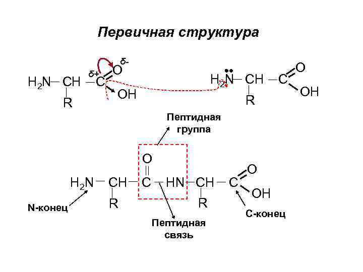 Первичная структура δ- H 2 N CH δ+ R C O H 2 N