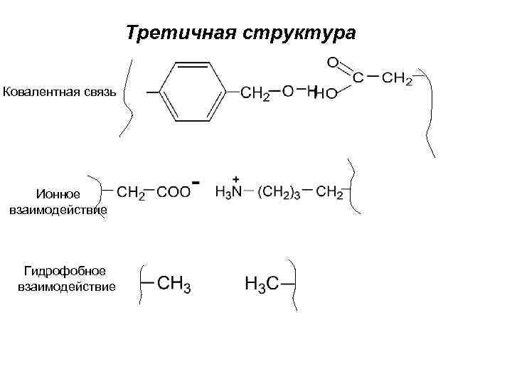 Третичная структура Ковалентная связь Ионное взаимодействие Гидрофобное взаимодействие 