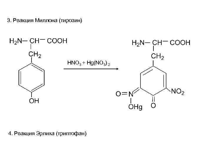 3. Реакция Миллона (тирозин) HNO 3 + Hg(NO 3) 2 4. Реакция Эрлиха (триптофан)