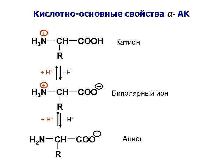 Белок катион