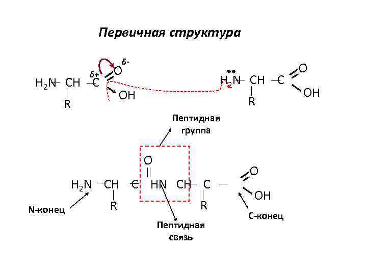 Первичная структура δ- δ+ H 2 N CH C OH R R Пептидная группа