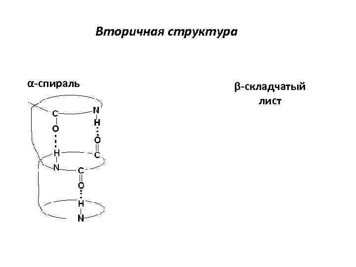 Вторичная структура α-спираль β-складчатый лист 