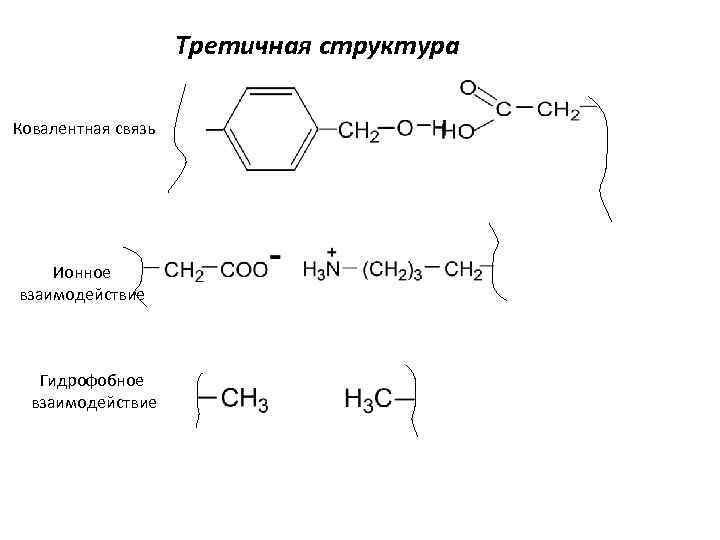 Третичная структура Ковалентная связь Ионное взаимодействие Гидрофобное взаимодействие 