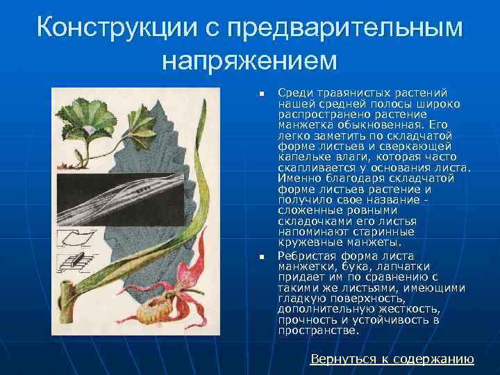 Конструкции с предварительным напряжением n n Среди травянистых растений нашей средней полосы широко распространено