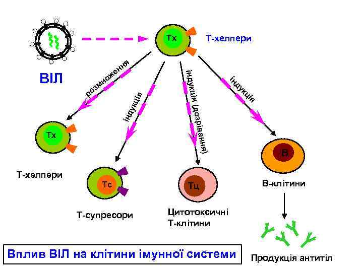 Т-хелпери Тх я ія інд укц Тс Т-супресори ія Т-хелпери кц ня) зріван Тх