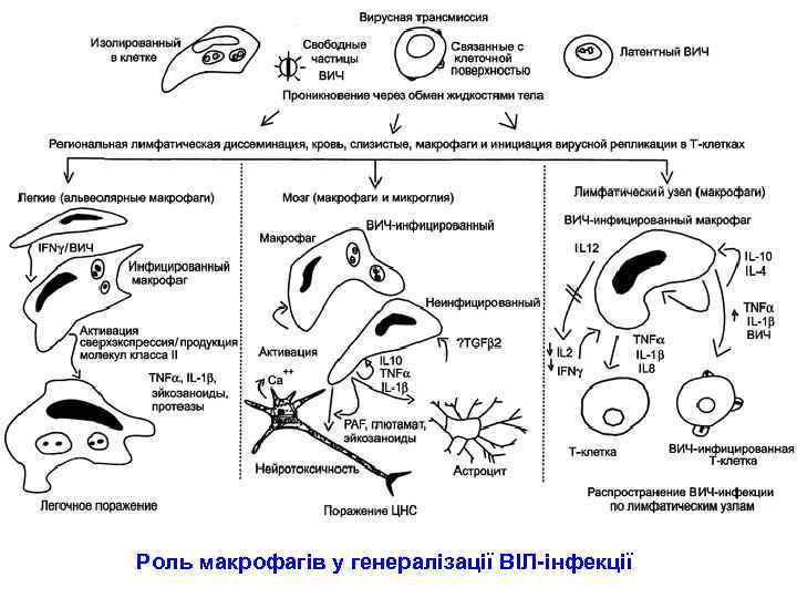Роль макрофагів у генералізації ВІЛ-інфекції 