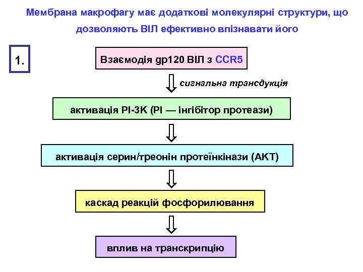 Мембрана макрофагу має додаткові молекулярні структури, що дозволяють ВІЛ ефективно впізнавати його 1. Взаємодія
