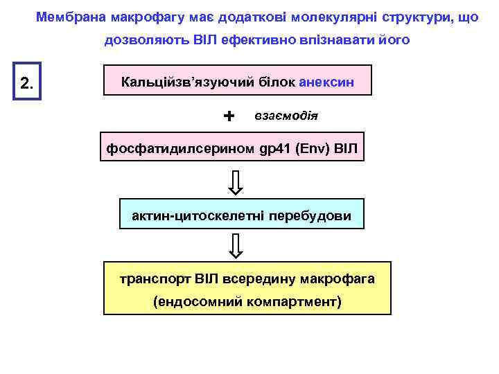 Мембрана макрофагу має додаткові молекулярні структури, що дозволяють ВІЛ ефективно впізнавати його 2. Кальційзв’язуючий