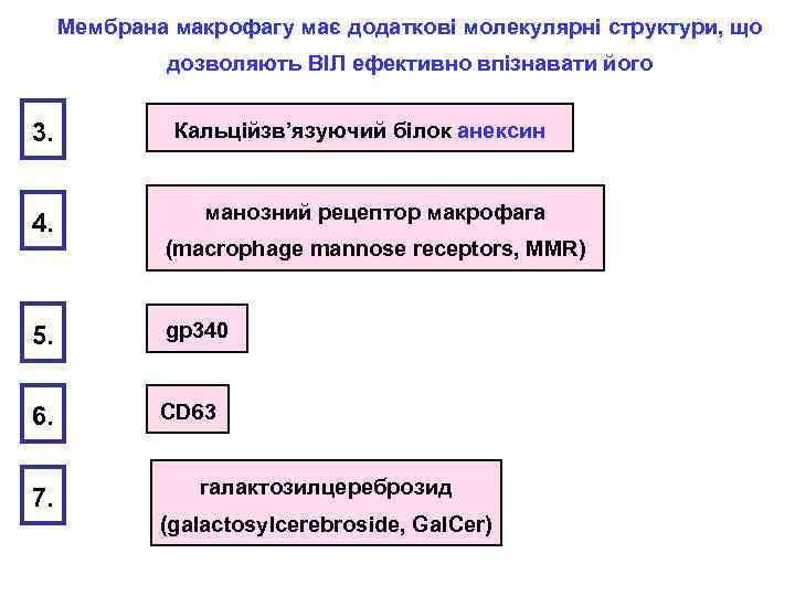 Мембрана макрофагу має додаткові молекулярні структури, що дозволяють ВІЛ ефективно впізнавати його 3. Кальційзв’язуючий