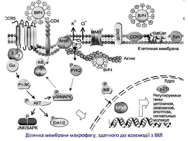 Ділянка мембрани макрофагу, здатного до взаємодії з ВІЛ 