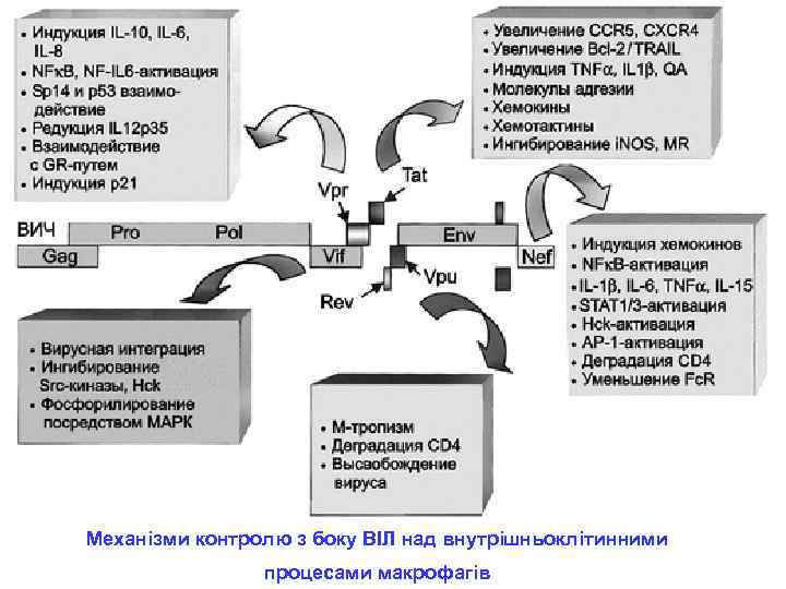 Механізми контролю з боку ВІЛ над внутрішньоклітинними процесами макрофагів 