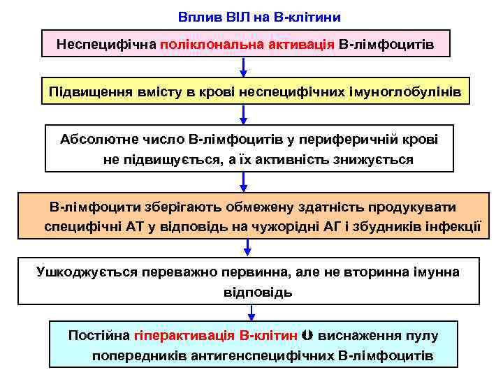 Вплив ВІЛ на В-клітини Неспецифічна поліклональна активація В-лімфоцитів Підвищення вмісту в крові неспецифічних імуноглобулінів