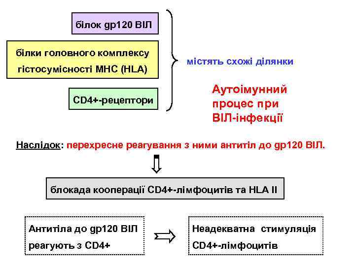 білок gp 120 ВІЛ білки головного комплексу гістосумісності MHC (HLA) CD 4+-рецептори містять схожі