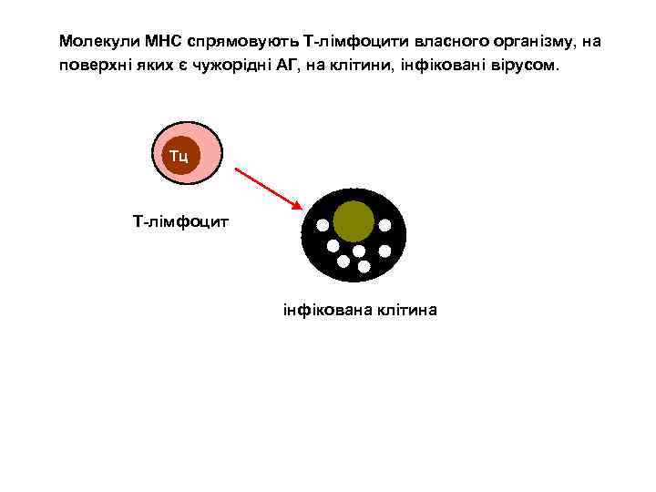 Молекули МНС спрямовують Т-лімфоцити власного організму, на поверхні яких є чужорідні АГ, на клітини,