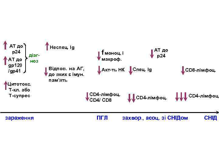 АТ до р24 АТ до gp 120 /gp 41 Неспец. Ig діагноз Цитотокс. Т-кл.
