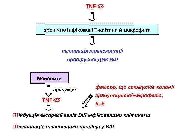 TNF- хронічно інфіковані Т-клітини й макрофаги активація транскрипції провірусної ДНК ВІЛ Моноцити продукція TNF-