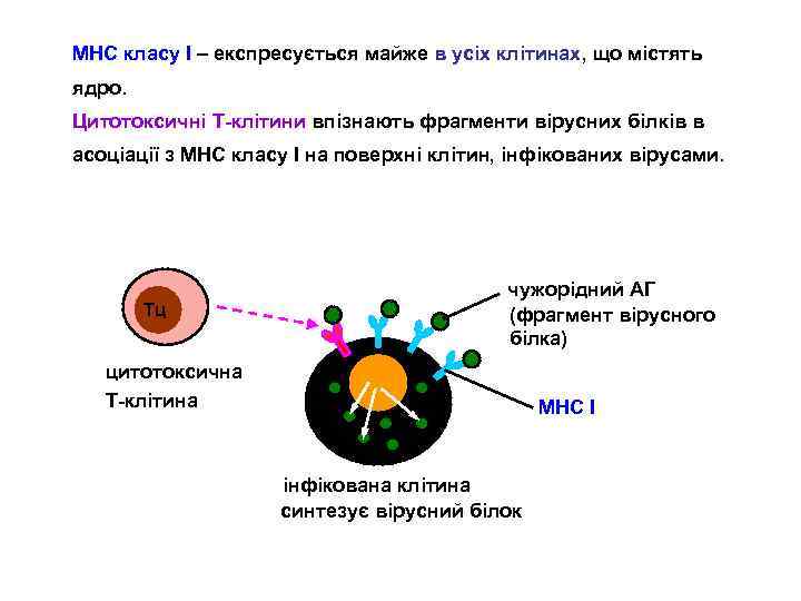 МНС класу І – експресується майже в усіх клітинах, що містять ядро. Цитотоксичні Т-клітини