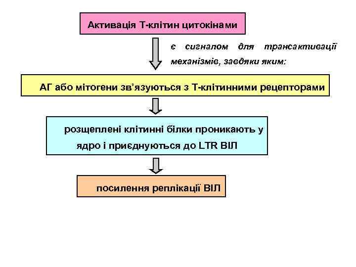 Активація Т-клітин цитокінами є сигналом для трансактивації механізмів, завдяки яким: АГ або мітогени зв’язуються