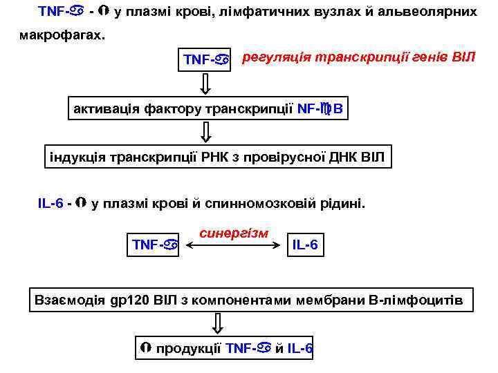 TNF- - у плазмі крові, лімфатичних вузлах й альвеолярних макрофагах. TNF- регуляція транскрипції генів