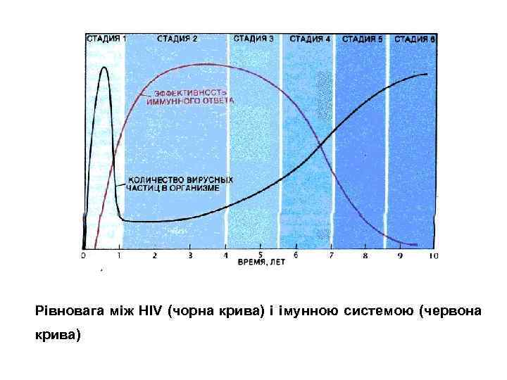 Рівновага між HIV (чорна крива) і імунною системою (червона крива) 
