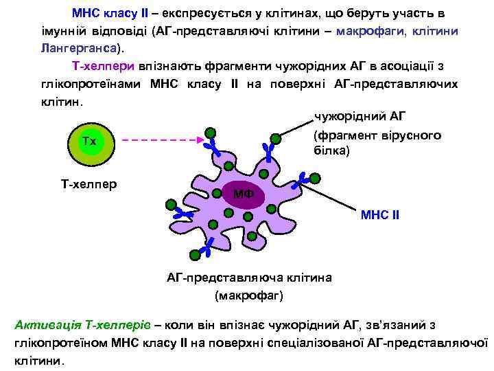 МНС класу ІІ – експресується у клітинах, що беруть участь в імунній відповіді (АГ-представляючі