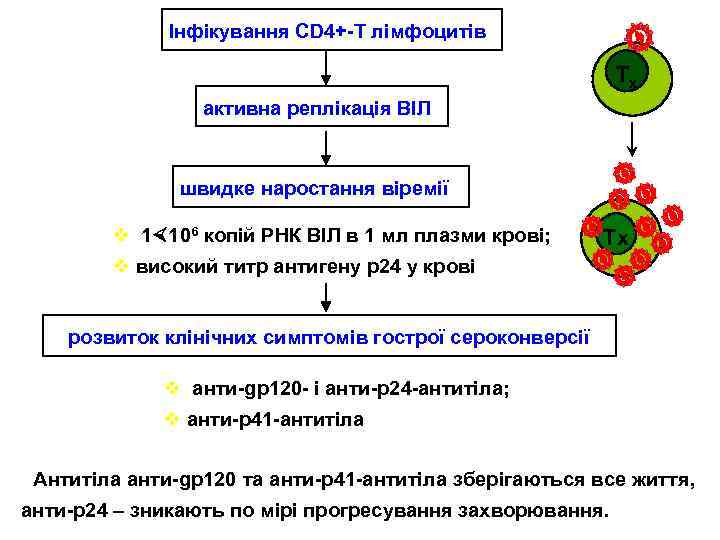 Інфікування СD 4+-Т лімфоцитів Тх активна реплікація ВІЛ швидке наростання віремії v 1 106