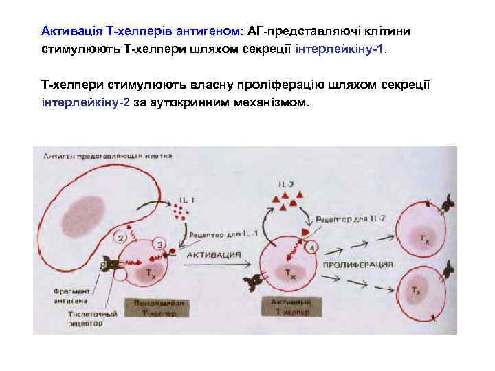Активація Т-хелперів антигеном: АГ-представляючі клітини стимулюють Т-хелпери шляхом секреції інтерлейкіну-1. Т-хелпери стимулюють власну проліферацію