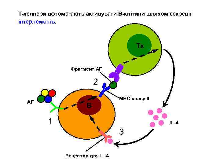 Т-хелпери допомагають активувати В-клітини шляхом секреції інтерлейкінів. Тх Фрагмент АГ 2 МНС класу ІІ