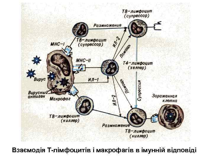 Взаємодія Т-лімфоцитів і макрофагів в імунній відповіді 
