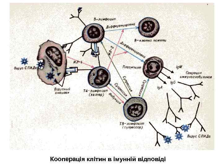 Кооперація клітин в імунній відповіді 