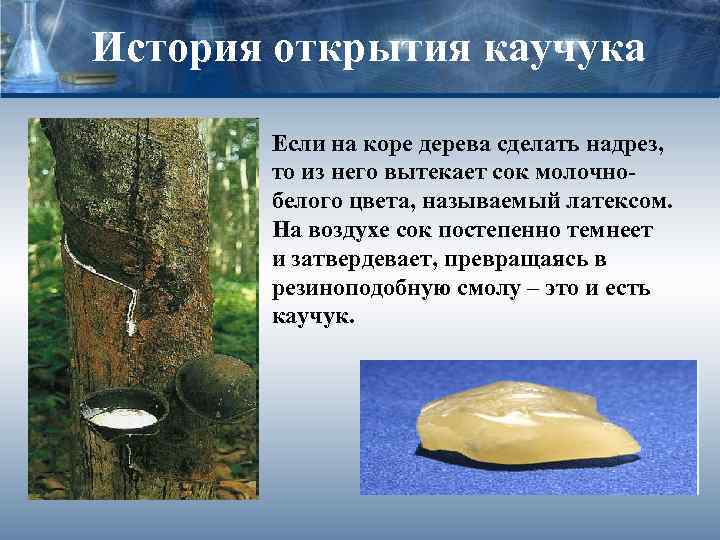 История открытия каучука Если на коре дерева сделать надрез, то из него вытекает сок