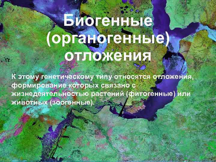 Биогенные (органогенные) отложения К этому генетическому типу относятся отложения, формирование которых связано с жизнедеятельностью