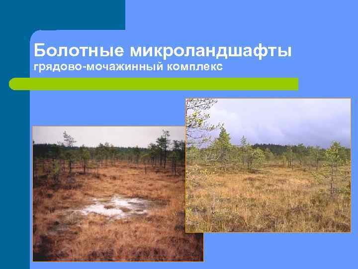 Болотные микроландшафты грядово-мочажинный комплекс 