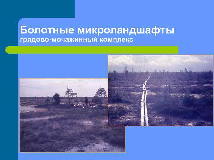 Болотные микроландшафты грядово-мочажинный комплекс 