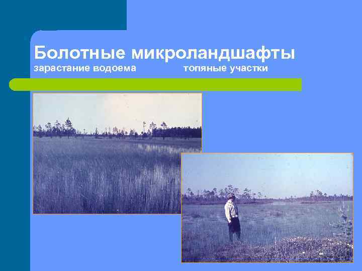 Болотные микроландшафты зарастание водоема топяные участки 