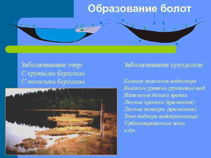 Укажите образование болот. Схема образования болот. Как образуются болота. Образование болот из озер. Как происходит заболачивание озера.