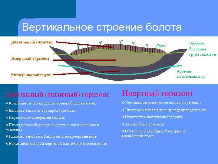 Деятельный слой. Инертный слой болота. Деятельный слой грунта. Структура топи болото.