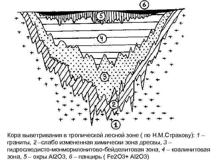 Кора выветривания в тропической лесной зоне ( по Н. М. Страхову): 1 – граниты,