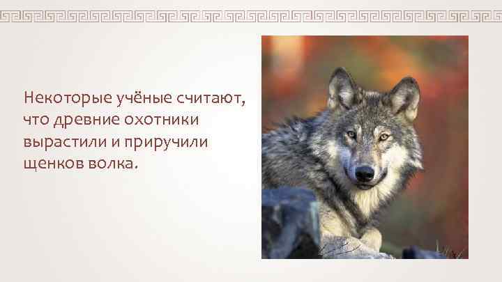 Некоторые учёные считают, что древние охотники вырастили и приручили щенков волка. 