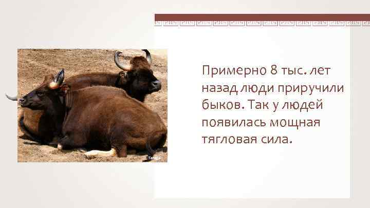 Примерно 8 тыс. лет назад люди приручили быков. Так у людей появилась мощная тягловая