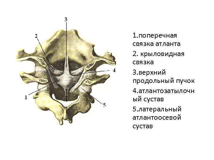 1. поперечная связка атланта 2. крыловидная связка 3. верхний продольный пучок 4. атлантозатылочн ый