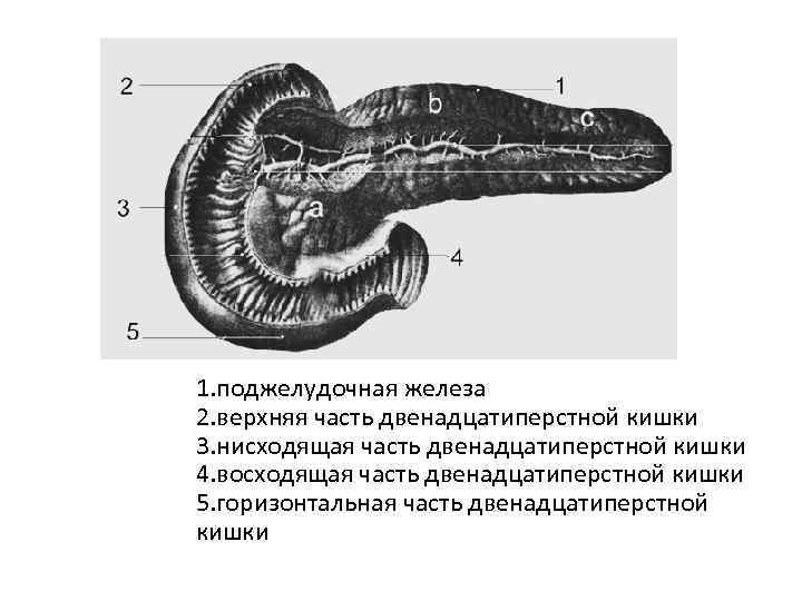 1 поджелудочная железа