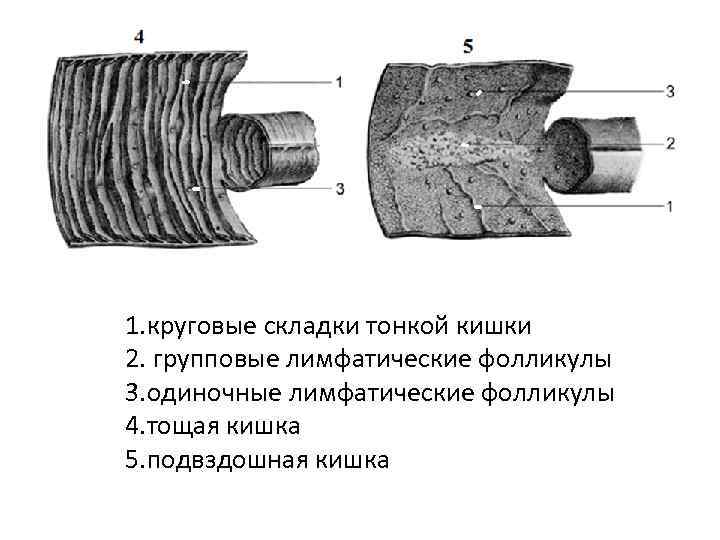 1. круговые складки тонкой кишки 2. групповые лимфатические фолликулы 3. одиночные лимфатические фолликулы 4.