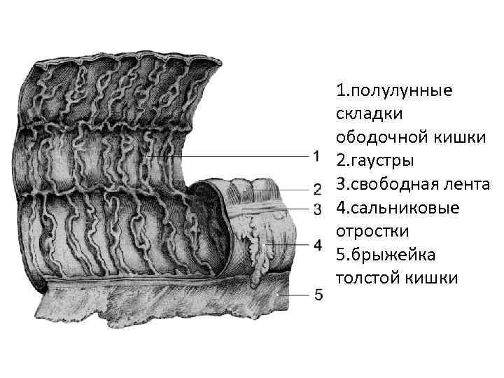 Сальниковые отростки