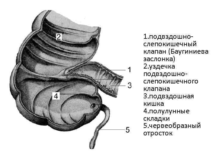 Илеоцекальный клапан это переход